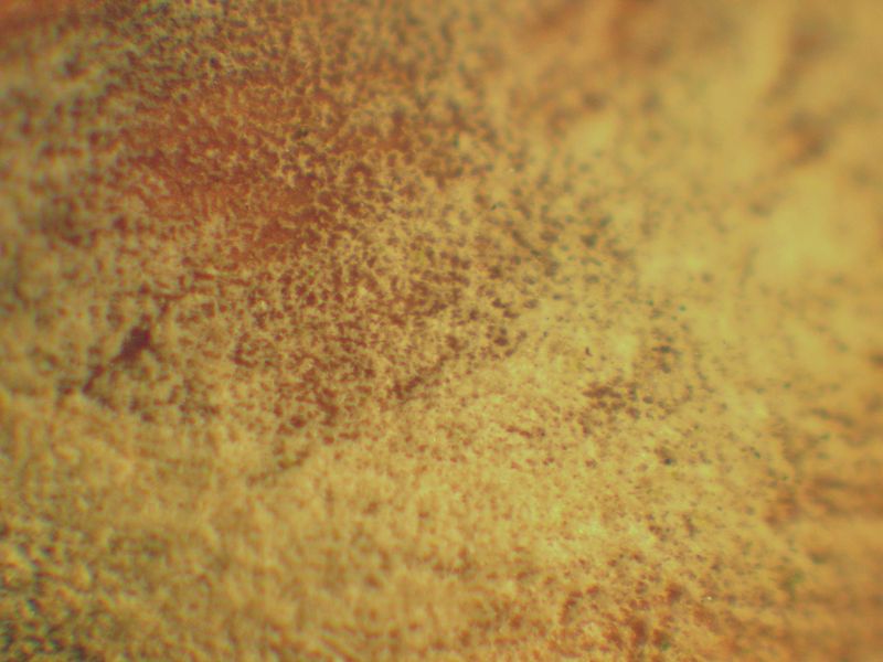 Panellus patellaris     (Fr.)      Konrad & Maubl